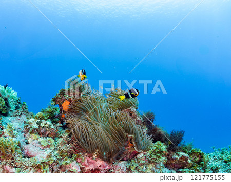 ヒリゾ浜の美しいイソギンチャク畑で卵を守る可愛いクマノミ(クマノミ亜科)のペア。中木ヒリゾ浜2024 ヒリゾ浜の美しいイソギンチャク畑で卵を守る可愛いクマノミ(クマノミ亜科)のペア。中木ヒリゾ浜2024 121775155