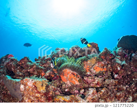 ヒリゾ浜の美しいイソギンチャク畑で卵を守る可愛いクマノミ（クマノミ亜科）のペア。中木ヒリゾ浜2024 121775220