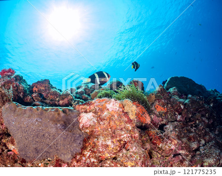 ヒリゾ浜の美しいイソギンチャク畑で卵を守る可愛いクマノミ（クマノミ亜科）のペア。中木ヒリゾ浜2024 121775235