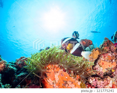 ヒリゾ浜の美しいイソギンチャク畑で卵を守る可愛いクマノミ（クマノミ亜科）のペア。中木ヒリゾ浜2024 121775241