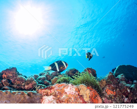 ヒリゾ浜の美しいイソギンチャク畑で卵を守る可愛いクマノミ（クマノミ亜科）のペア。中木ヒリゾ浜2024 121775249