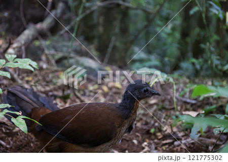 熱帯雨林を悠々と歩くアルバートコトドリ 121775302