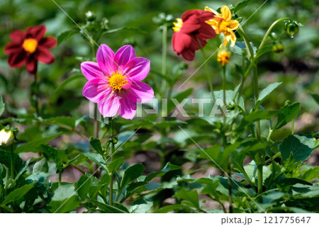 花壇に咲くピンクのダリアの花 花壇に咲くピンクのダリアの花 121775647
