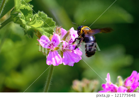 花の蜜を吸うミツバチ 花の蜜を吸うミツバチ 121775648