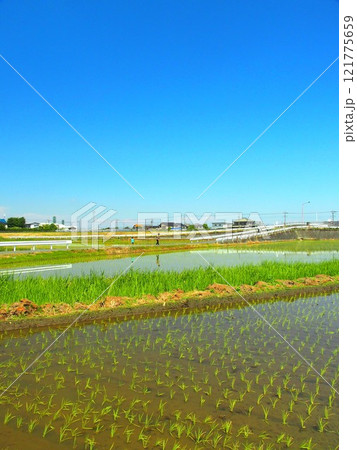初夏の郊外の植田風景 初夏の郊外の植田風景 121775659