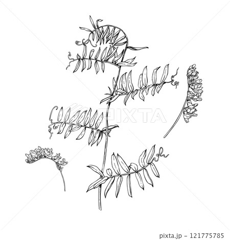 Branch of flowering plant vetch and blooms. Hand drawn vector illustration isolated on white background. Sketch in line art style painted by black inks. For clip art banner cards invitation package 121775785