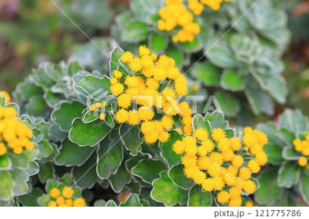 磯菊（イソギク）の花 121775786