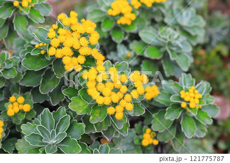 磯菊（イソギク）の花 121775787