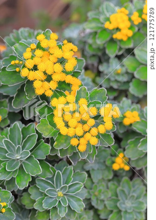 磯菊（イソギク）の花 121775789