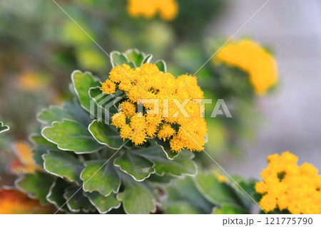 磯菊（イソギク）の花 121775790