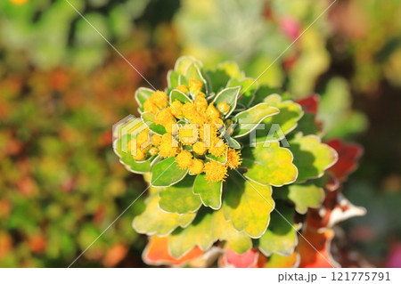 磯菊（イソギク）の花 121775791