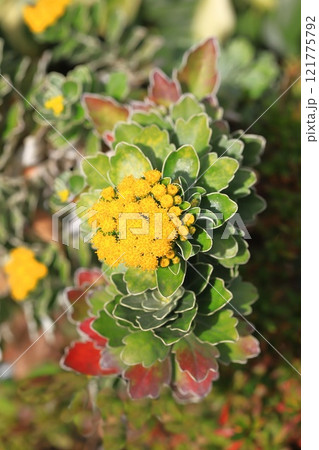 磯菊（イソギク）の花 121775792
