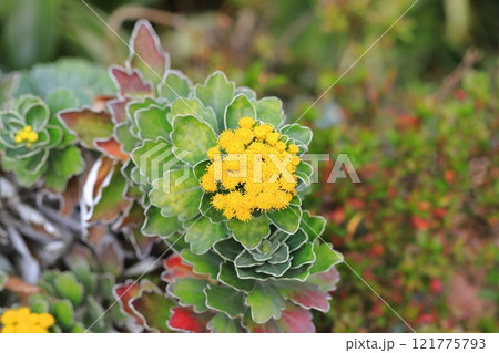 磯菊(イソギク)の花 磯菊(イソギク)の花 121775793