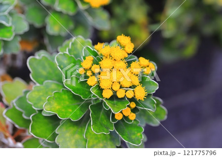 磯菊（イソギク）の花 121775796
