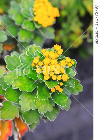 磯菊（イソギク）の花 121775797
