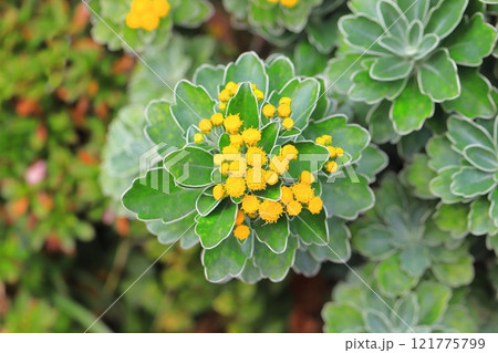 磯菊（イソギク）の花 121775799