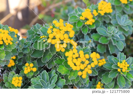 磯菊(イソギク)の花 磯菊(イソギク)の花 121775800