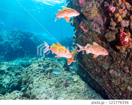 美しいアカヒメジ、ホウライヒメジ（ヒメジ科）他の群れ。 静岡県伊豆半島賀茂郡南伊豆町中木ヒリゾ浜 121776356