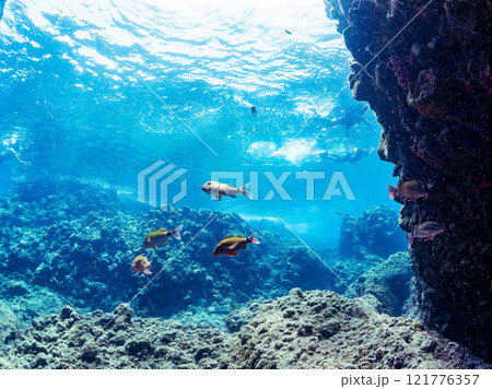 美しいアカヒメジ、ホウライヒメジ（ヒメジ科）他の群れ。 静岡県伊豆半島賀茂郡南伊豆町中木ヒリゾ浜 121776357