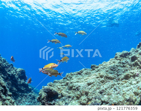 美しいアカヒメジ、ホウライヒメジ(ヒメジ科)他の群れ。 静岡県伊豆半島賀茂郡南伊豆町中木ヒリゾ浜 美しいアカヒメジ、ホウライヒメジ(ヒメジ科)他の群れ。 静岡県伊豆半島賀茂郡南伊豆町中木ヒリゾ浜 121776359