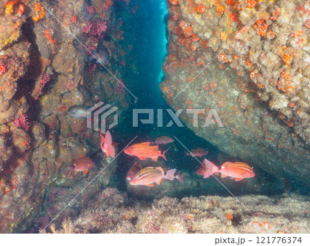 美しいアカヒメジ、ホウライヒメジ（ヒメジ科）他の群れ。 静岡県伊豆半島賀茂郡南伊豆町中木ヒリゾ浜 121776374