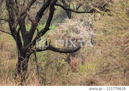 タンザニアのマニャラ湖国立公園のミミヒダハゲワシ タンザニアのマニャラ湖国立公園のミミヒダハゲワシ 121776626