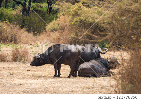 タンザニアのマニャラ湖国立公園のアフリカスイギュウ、バッファロー タンザニアのマニャラ湖国立公園のアフリカスイギュウ、バッファロー 121776850