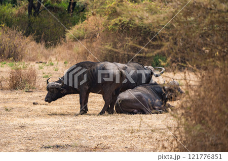 タンザニアのマニャラ湖国立公園のアフリカスイギュウ、バッファロー タンザニアのマニャラ湖国立公園のアフリカスイギュウ、バッファロー 121776851