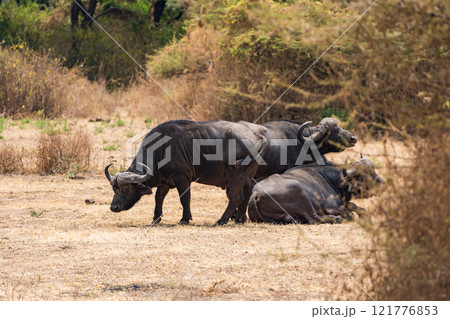 タンザニアのマニャラ湖国立公園のアフリカスイギュウ、バッファロー 121776853