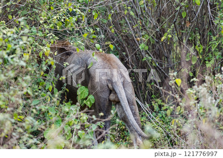 タンザニアのマニャラ湖国立公園のライオン タンザニアのマニャラ湖国立公園のライオン 121776997