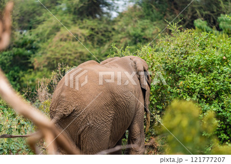 タンザニアのマニャラ湖国立公園のアフリカゾウ タンザニアのマニャラ湖国立公園のアフリカゾウ 121777207