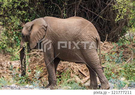 タンザニアのマニャラ湖国立公園のアフリカゾウ タンザニアのマニャラ湖国立公園のアフリカゾウ 121777211
