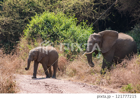 タンザニアのマニャラ湖国立公園のアフリカゾウ タンザニアのマニャラ湖国立公園のアフリカゾウ 121777215