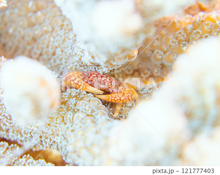 テーブルサンゴに住む美しいアミメサンゴガニ他。サンゴの白化現象。伊豆半島賀茂郡南伊豆町中木ヒリゾ浜 テーブルサンゴに住む美しいアミメサンゴガニ他。サンゴの白化現象。伊豆半島賀茂郡南伊豆町中木ヒリゾ浜 121777403