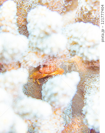 テーブルサンゴに住む美しいアミメサンゴガニ他。サンゴの白化現象。伊豆半島賀茂郡南伊豆町中木ヒリゾ浜 テーブルサンゴに住む美しいアミメサンゴガニ他。サンゴの白化現象。伊豆半島賀茂郡南伊豆町中木ヒリゾ浜 121777404