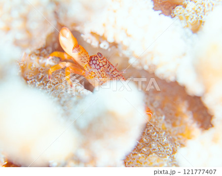 テーブルサンゴに住む美しいアミメサンゴガニ他。サンゴの白化現象。伊豆半島賀茂郡南伊豆町中木ヒリゾ浜 テーブルサンゴに住む美しいアミメサンゴガニ他。サンゴの白化現象。伊豆半島賀茂郡南伊豆町中木ヒリゾ浜 121777407