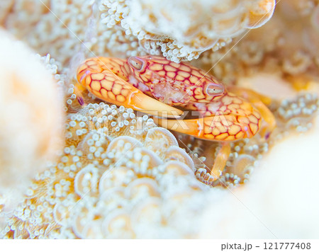 テーブルサンゴに住む美しいアミメサンゴガニ他。サンゴの白化現象。伊豆半島賀茂郡南伊豆町中木ヒリゾ浜 121777408