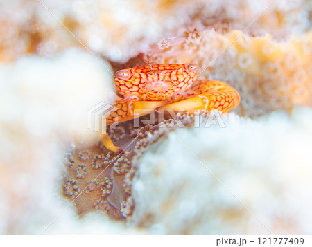 テーブルサンゴに住む美しいアミメサンゴガニ他。サンゴの白化現象。伊豆半島賀茂郡南伊豆町中木ヒリゾ浜 テーブルサンゴに住む美しいアミメサンゴガニ他。サンゴの白化現象。伊豆半島賀茂郡南伊豆町中木ヒリゾ浜 121777409