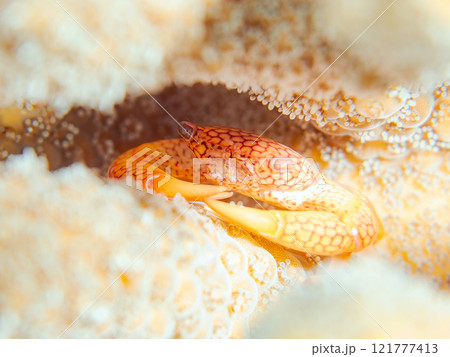 テーブルサンゴに住む美しいアミメサンゴガニ他。サンゴの白化現象。伊豆半島賀茂郡南伊豆町中木ヒリゾ浜 121777413