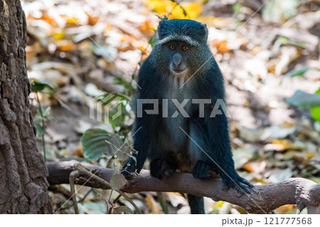 タンザニアのマニャラ湖国立公園の青いオナガザル 121777568