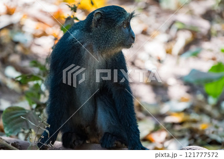タンザニアのマニャラ湖国立公園の青いオナガザル タンザニアのマニャラ湖国立公園の青いオナガザル 121777572