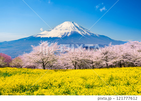 桜咲く新春の富士山 121777612