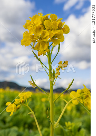 春を待つ青空に映える菜の花のい黄色い花 121777633