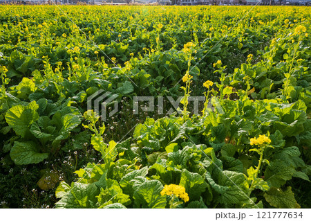 全盛期の春を待つ 咲き始めた黄色の菜の花畑 121777634