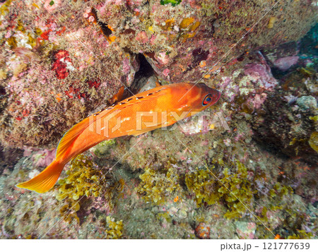 水中洞窟にいる、 大きく美しいアカハタ（ハタ科）。 静岡県伊豆半島賀茂郡南伊豆町中木ヒリゾ浜2024 121777639