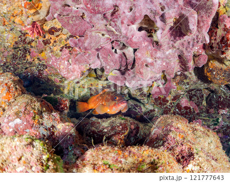 水中洞窟にいる、 大きく美しいアカハタ（ハタ科）。 静岡県伊豆半島賀茂郡南伊豆町中木ヒリゾ浜2024 121777643