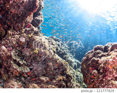 水中洞窟にいる、美しいミナミハタンポ、クロホシイシモチ他の幼魚の群れ 伊豆賀茂郡南伊豆町中木ヒリゾ浜 121777829