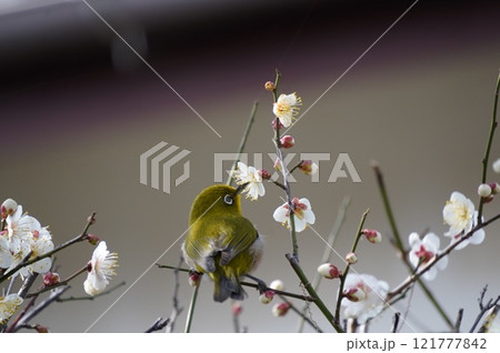 メジロ 121777842