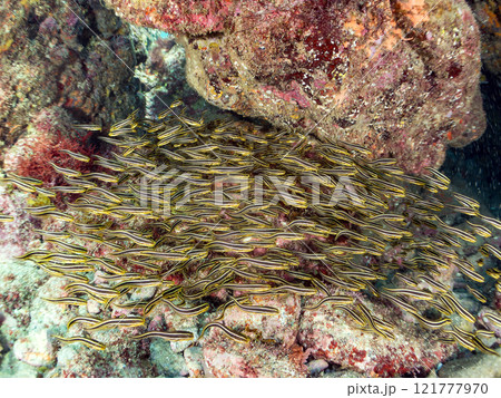 水中洞窟にいる、美しいゴンズイの幼魚群れ。通称ゴンズイ玉。静岡県伊豆半島賀茂郡南伊豆町中木ヒリゾ浜 121777970