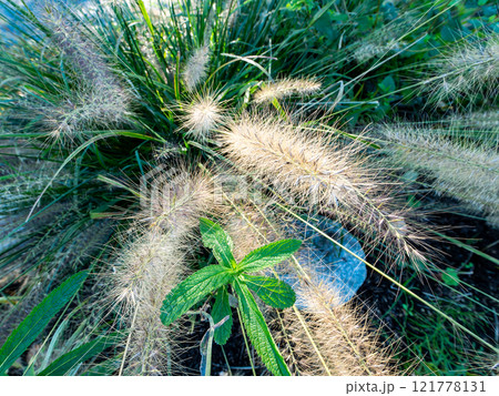 モフモフのかわいい宿根草　ペニセタム 121778131